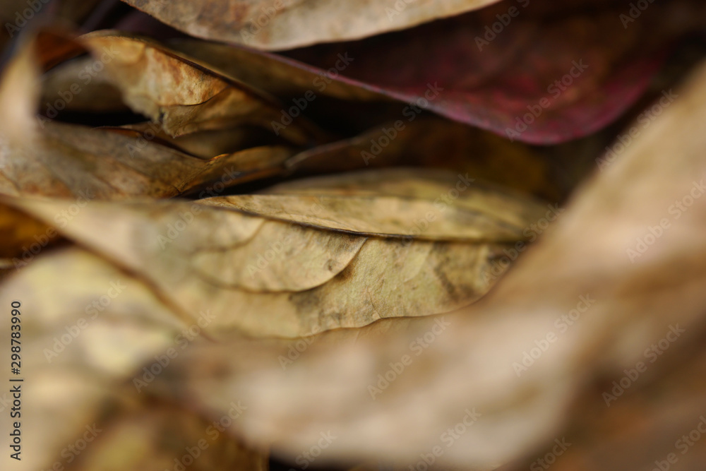 Background of dried autumn peonies leaves Background of dried autumn peonies leaves