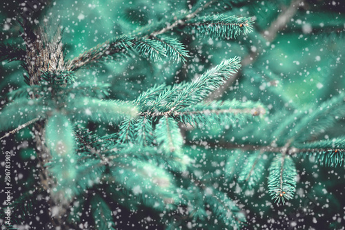 Beautiful tree in the forest under the snow for Christmas. Background.