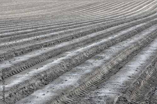 Cuadro en lienzo Hoed Rows