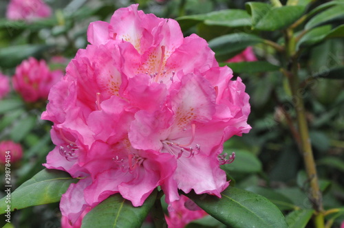 Rhododendron Side View Pink