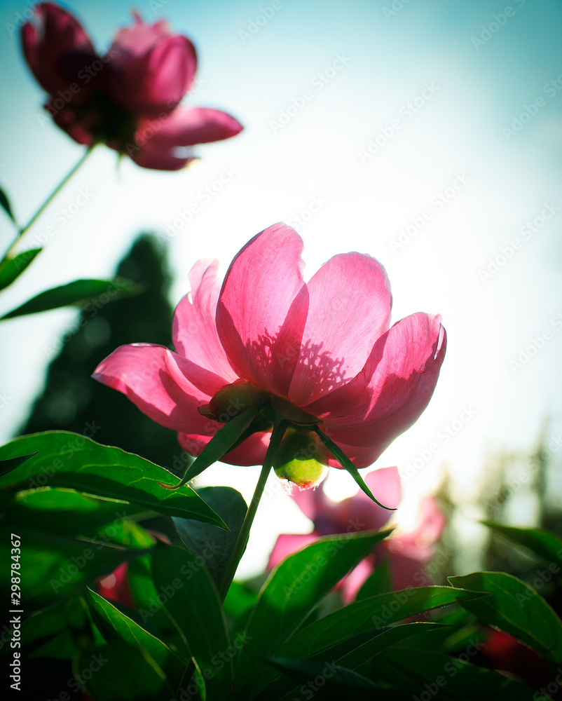 Obraz premium pink flowers on a background
