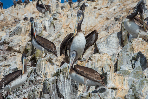 Pelicans on the Ballestas Islands (National Reserve Paracas, Peru)