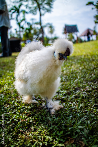 White Silky (Silkie) chicken walking in the yard