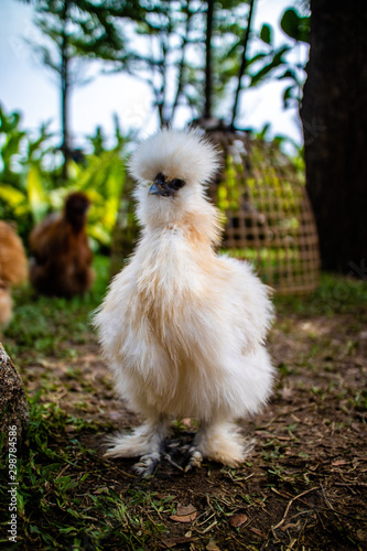 White Silky (Silkie) chicken walking in the yard