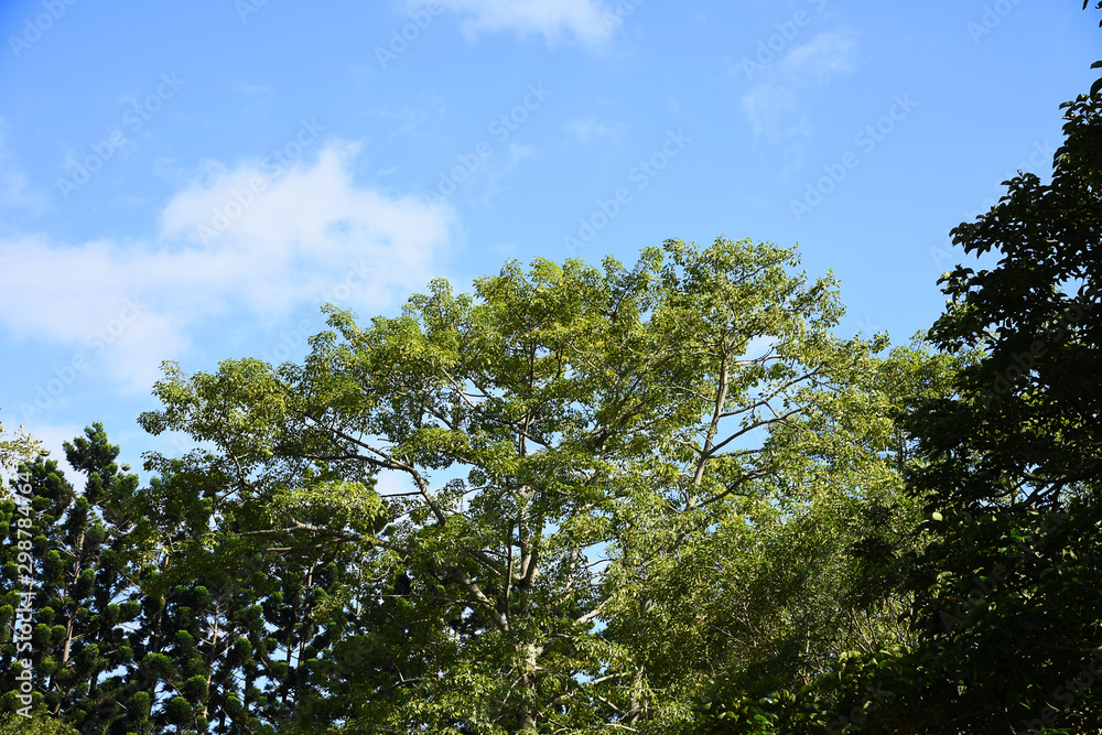 Big tree on a background of blue sky. Big tree on a background of blue sky.