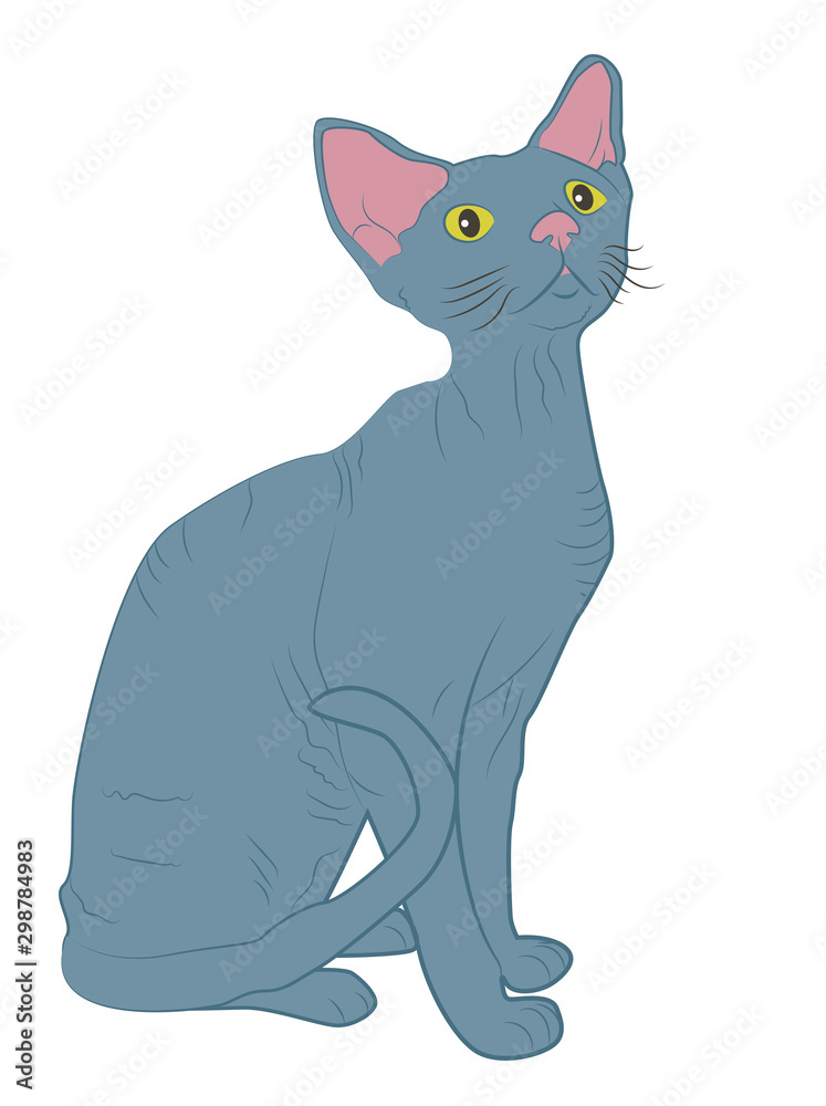 Illustration with a cat of breed the Sphinx