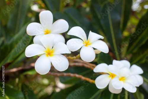 White and yellow plumeria flowers bunch blossom close up  green leaves blurred bokeh background  blooming frangipani tree branch  exotic tropical flower in bloom  beautiful natural floral arrangement