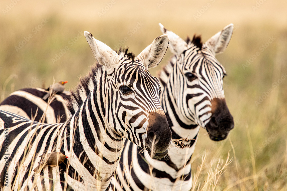 zebras in Nairobi national park