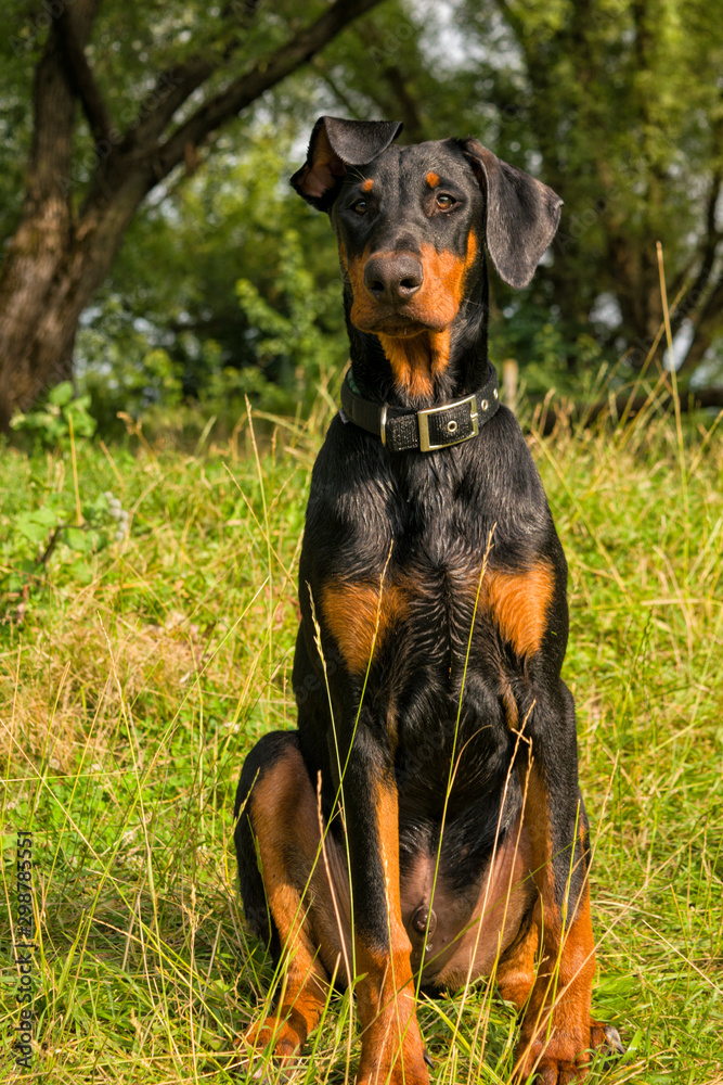 Doberman puppy dog on a background of green bushes