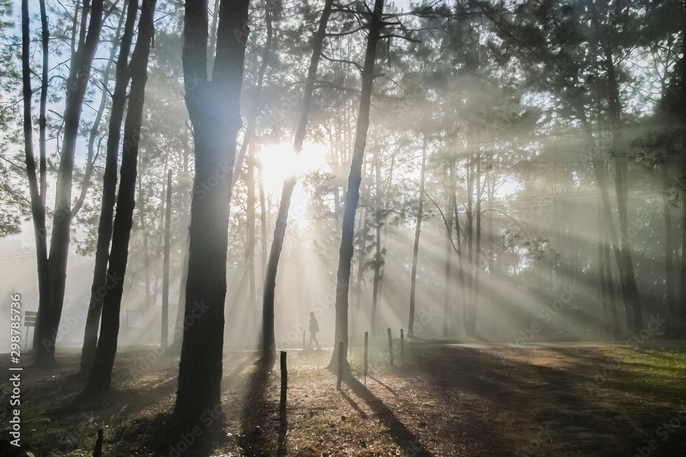 view morning of a man walking in Pine forest around with soft fog and sun rays background, Thung Salang Luang National Park, Phetchabun, Thailand.