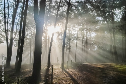 view morning of a man walking in Pine forest around with soft fog and sun rays background  Thung Salang Luang National Park  Phetchabun  Thailand.