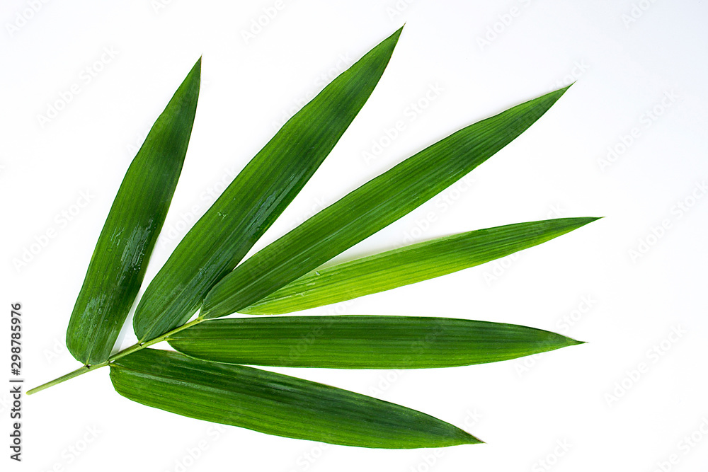 Obraz premium Green leaves on a white background, bamboo leaves