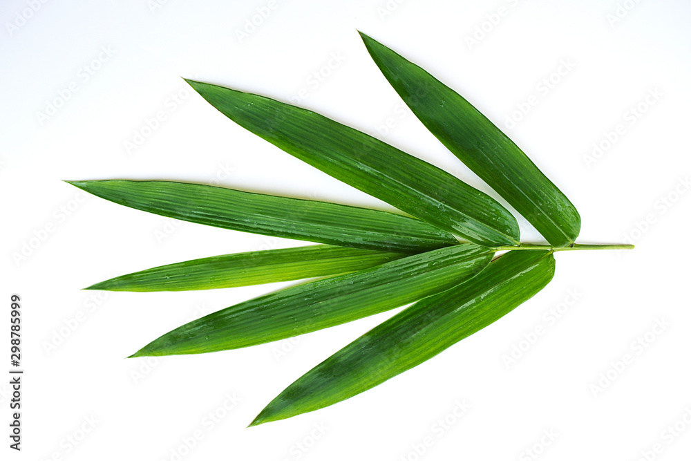 Green leaves on a white background, bamboo leaves