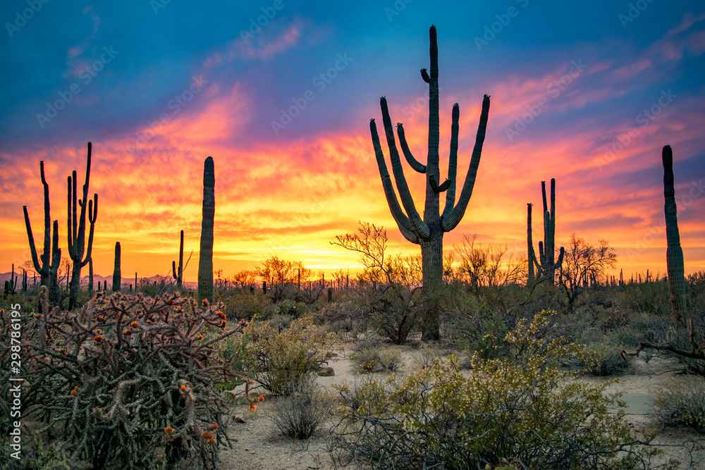 Dramatic Sunset in Arizona Desert: Colorful Sky and Cacti/ Saguaros in Foreground  - Saguaro National Park, Arizona, USA 
