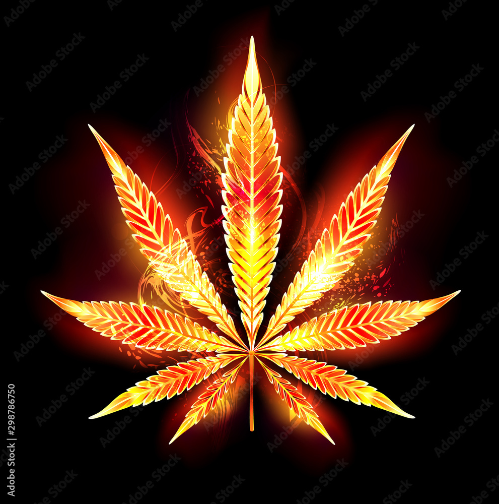 Cannabis fire leaf Cannabis fire leaf