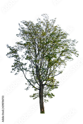 Tree dicut at isolated on white background, Tree for design (Siamese neem tree, Azadirachta indica A.Juss.)
