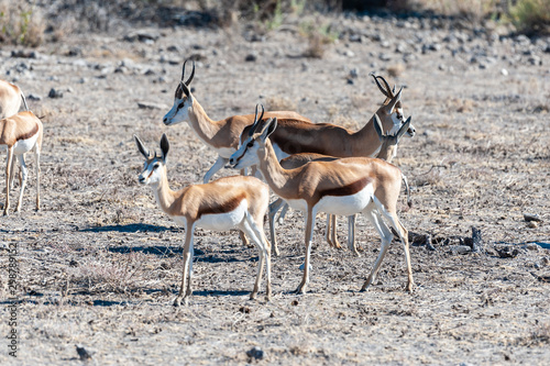 Closeup of a herd of Impalas - Aepyceros melampus- grazing on the plains of Etosha National Park  Namibia.