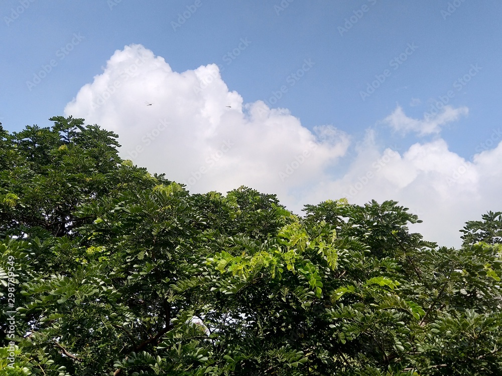 Obraz premium tree and blue sky