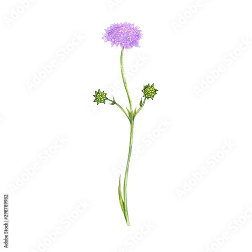 field scabious flower, drawing by colored pencils