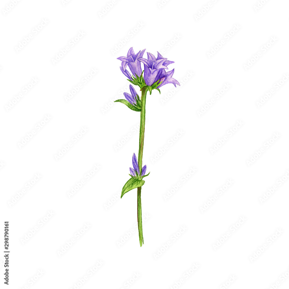 clustered bellflower flower, drawing by colored pencils clustered bellflower flower, drawing by colored pencils