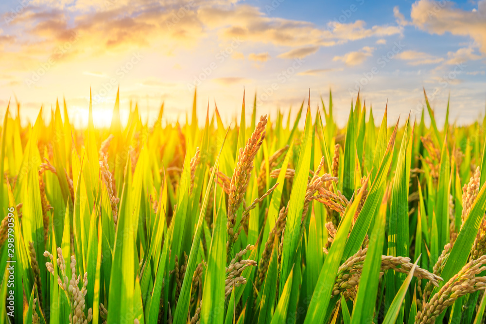 Obraz premium Ripe rice and beautiful sky at sunset