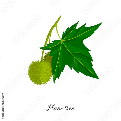 vector drawing branch of plane tree