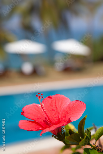 Hibicsus flower as a concept of still life. Resort in India photo