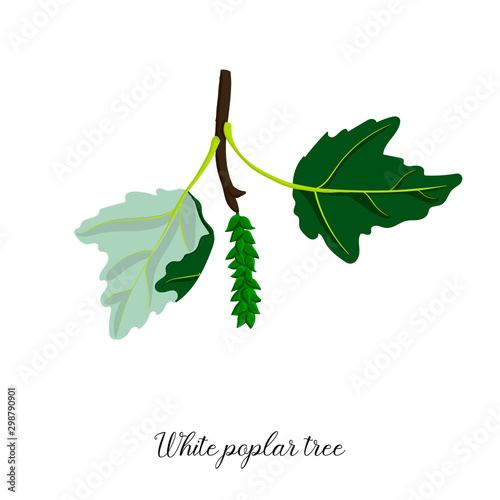 vector drawing branch of white poplar tree