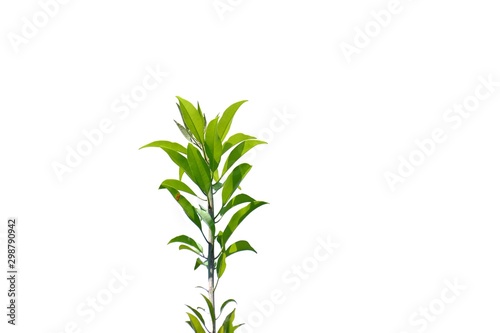 A bunch of tropical plant with leaves branches and sun light on white isolated background for green foliage backdrop 
