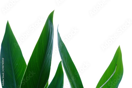 Top view tropical palm leave on white isolated background for green foliage backdrop