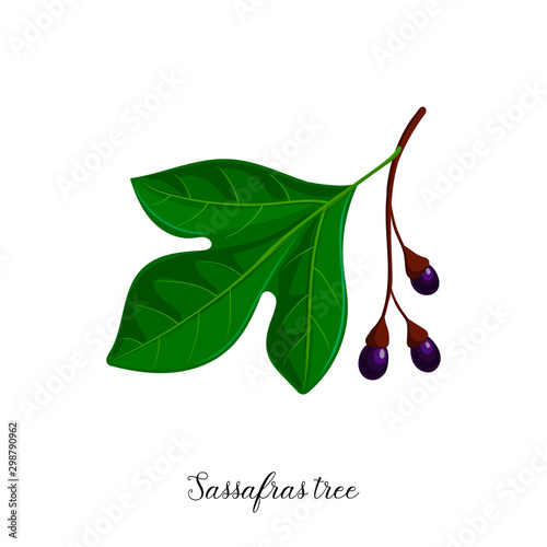 vector drawing branch of sassafras tree photo