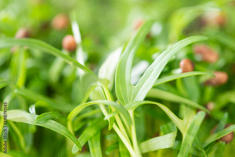 Obraz premium Water spinach sprouts and Germination of spinach