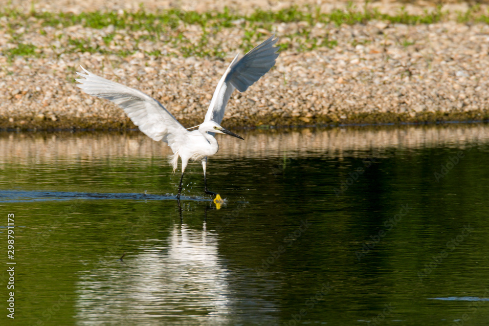 The little egret hunting on the Drava River