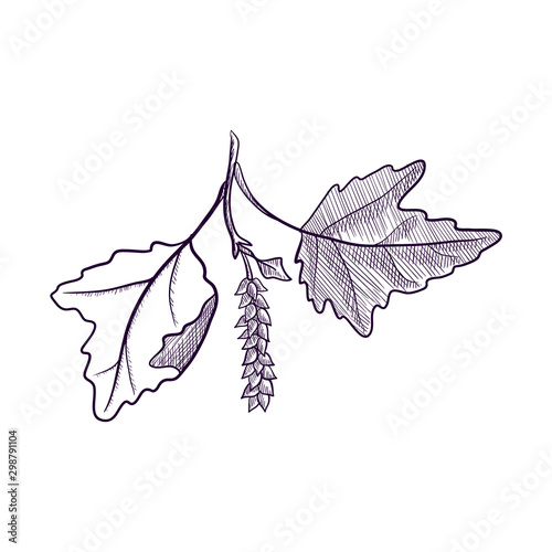 vector drawing branch of white poplar tree