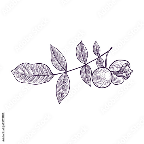 vector drawing branch of walnut tree