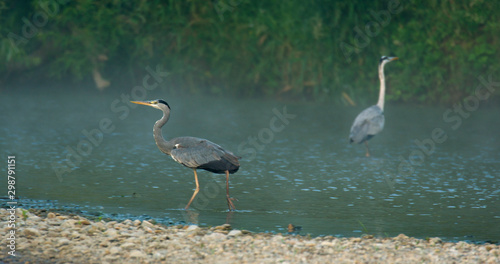 Grey heron at hunt on the Drava River photo