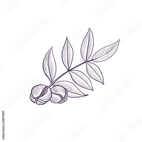 vector drawing branch of hickory tree