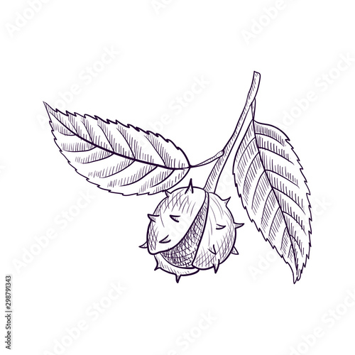 vector drawing branch of chestnut tree