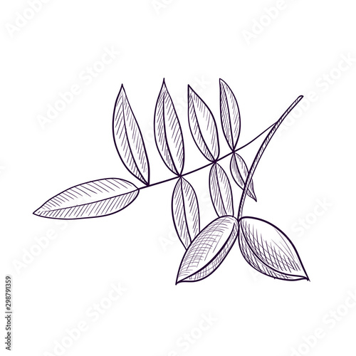 vector drawing branch of hickory tree