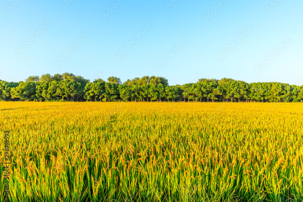 Ripe paddy field and blue sky