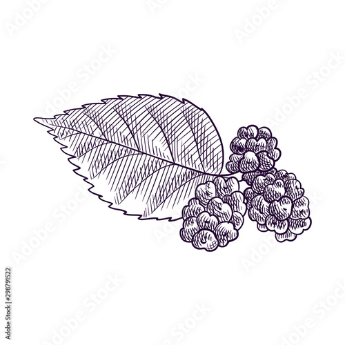 vector drawing branch of muldberry tree