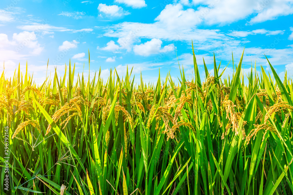 Obraz premium Ripe rice and beautiful sky in daylight