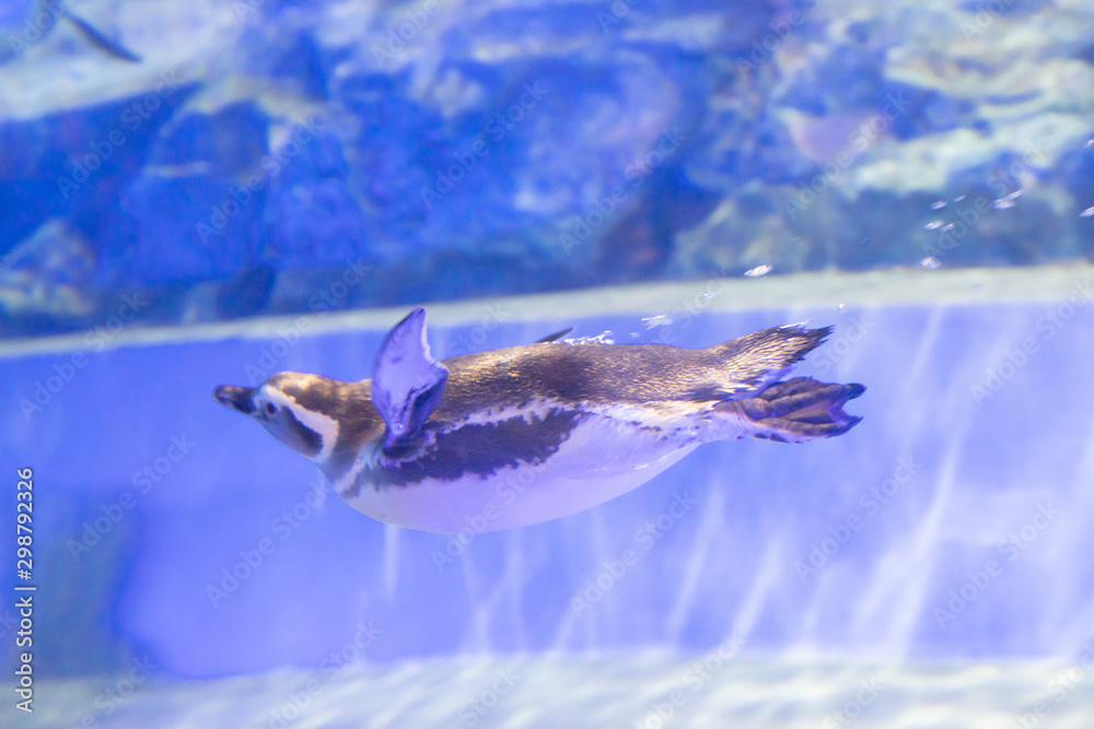 ペンギン