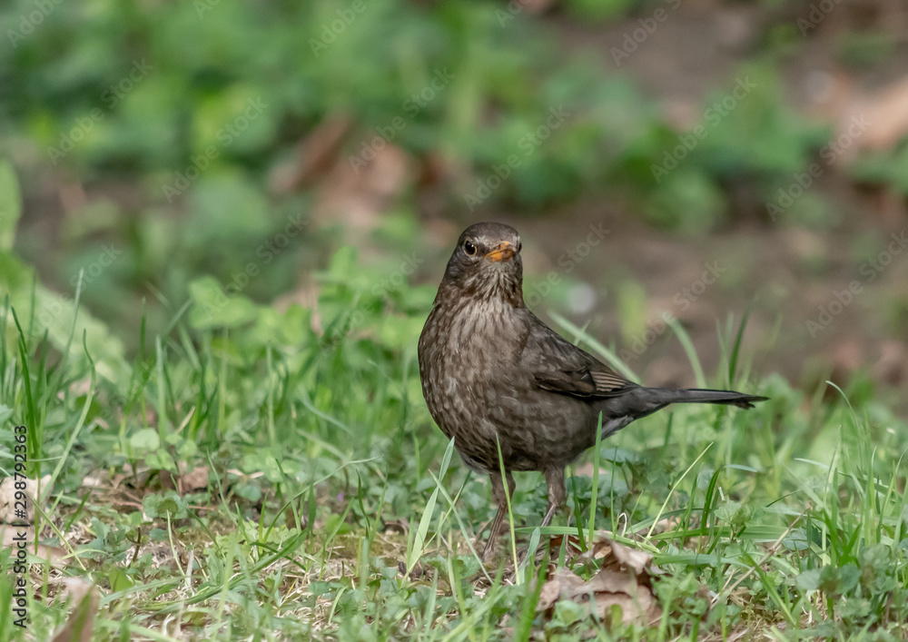Blackbird perched on grass in the forest Blackbird perched on grass in the forest