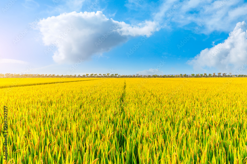 Ripe paddy field and blue sky Ripe paddy field and blue sky