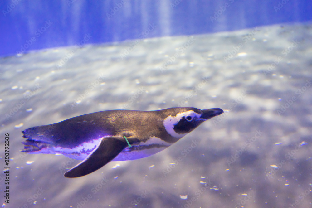 ペンギン