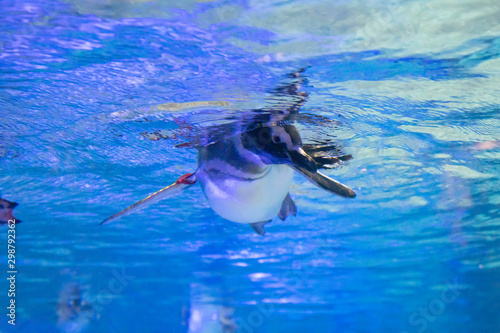Obraz na płótnie ペンギン w salonie