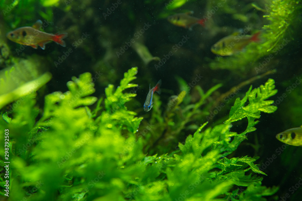 アクアリウム