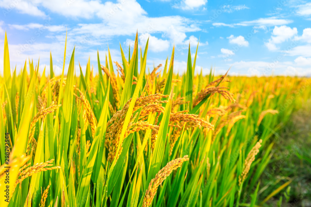 Obraz premium Ripe rice and beautiful sky in daylight