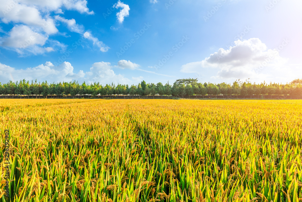 Ripe paddy field and blue sky